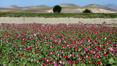 Poppies bloom in a field on the outskirts of Jalalabad, capital of Nangarhar province in 2014.