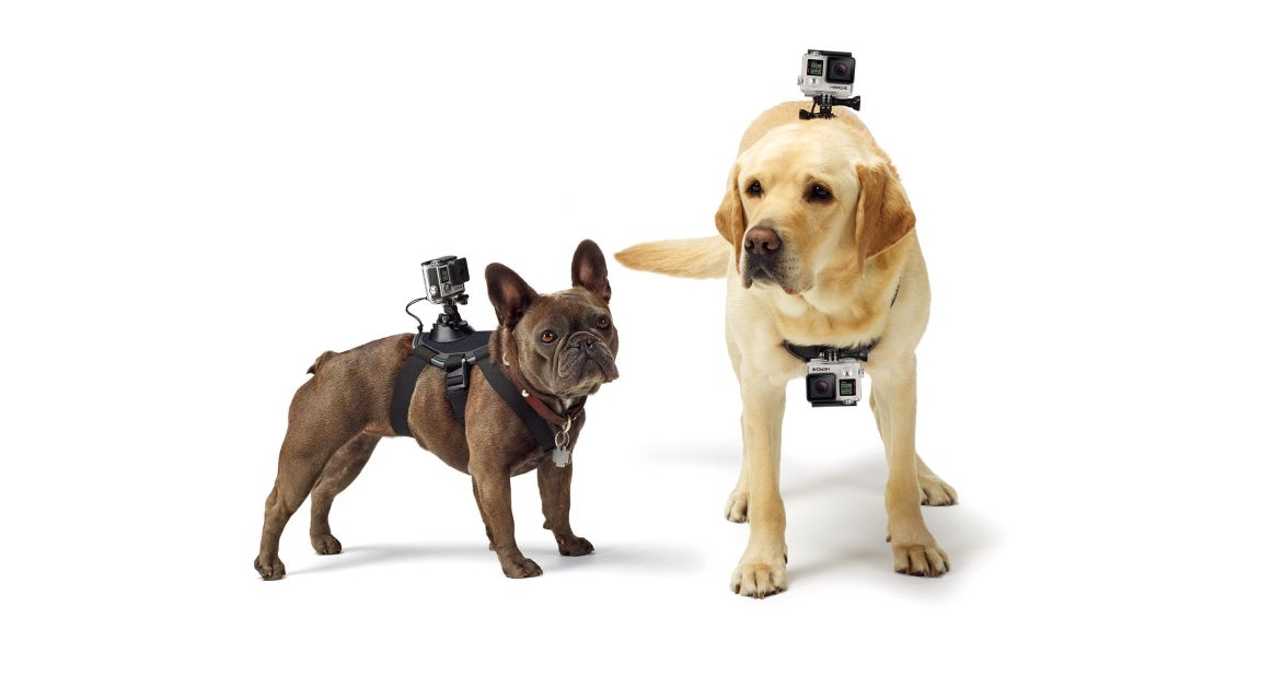 Strap a GoPro camera to your pet with one of these <a href="http://shop.gopro.com/mounts/fetch-dog-harness/ADOGM-001.html" target="_blank" target="_blank">special harnesses</a> and get a dog's eye view of your next hike or run. 