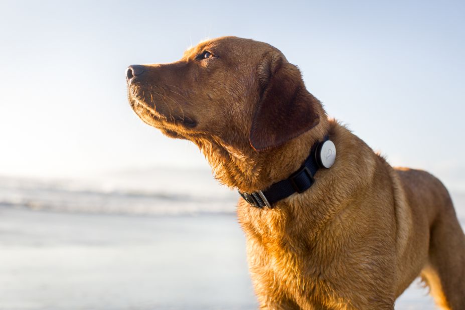 This GPS-enabled <a href="http://www.whistle.com/activity-monitor/" target="_blank" target="_blank">Whistle</a> device lets pet owners track their dog's activity level, including distance traveled and location. The monitor clips onto dog collars.