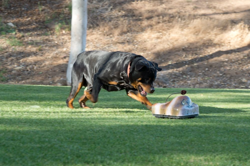 Go-Go Dog Pals: Remote controlled toys for your dog to chase