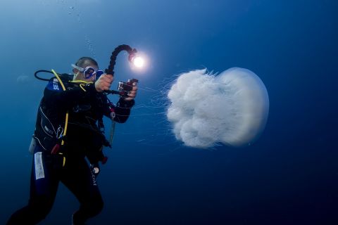 1. Nomad jellyfish (<em>Rhopilema nomadica</em>): This jellyfish is native to the Indian Ocean. It forms huge swarms along the Levant coast, eating a hole in the food web by preying on zooplankton.