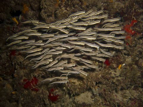 5. Striped Eel Catfish (<em>Plotosus lineatus</em>): This invasive species has venomous spines in its fins. Native to the Indian and Pacific Oceans, it was first found in Israeli waters in 2002. 