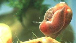 schistosomiasis snail