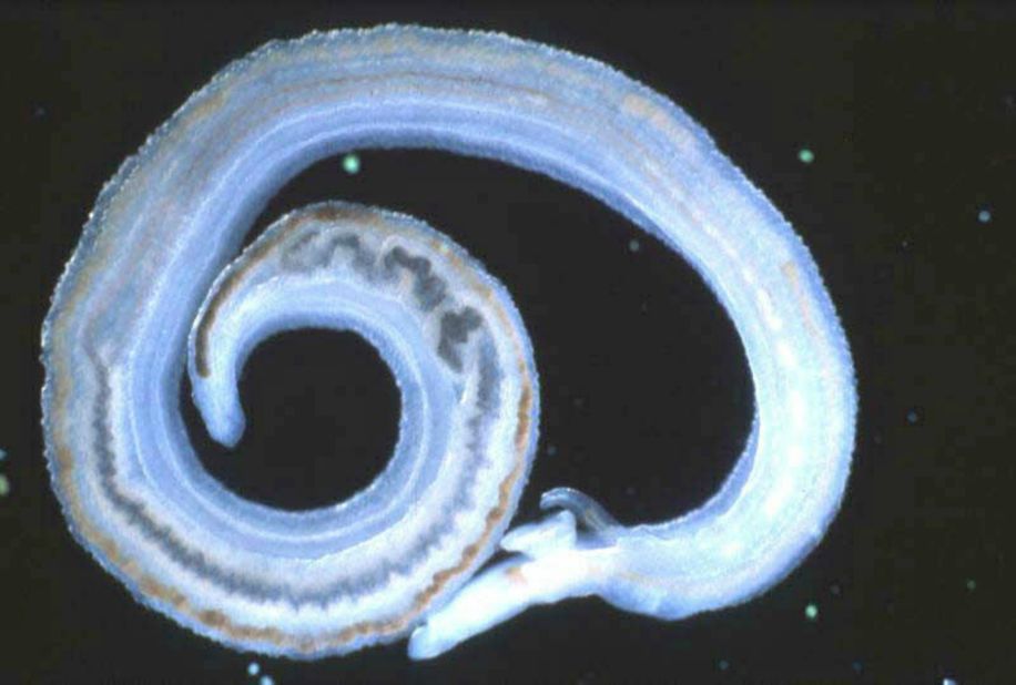 Adult schistosoma worms live inside blood vessels where females then lay eggs which migrate through the intestine.