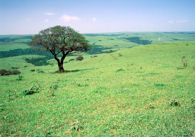 It might look like a picturesque English countryside -- but these particular areas of Salalah point to a worrying four-legged menace.<br /><br />"Unfortunately, the 'English countryside' effect that can be seen in some areas is the result of extreme environmental degradation due to the uncontrolled overgrazing of cows and camels," said Anderson.<br /><br />"This is a major problem and threatens the very existence of this unique ecosystem."