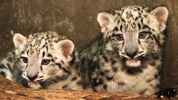 snow leopard cubs born vo_00000000.jpg
