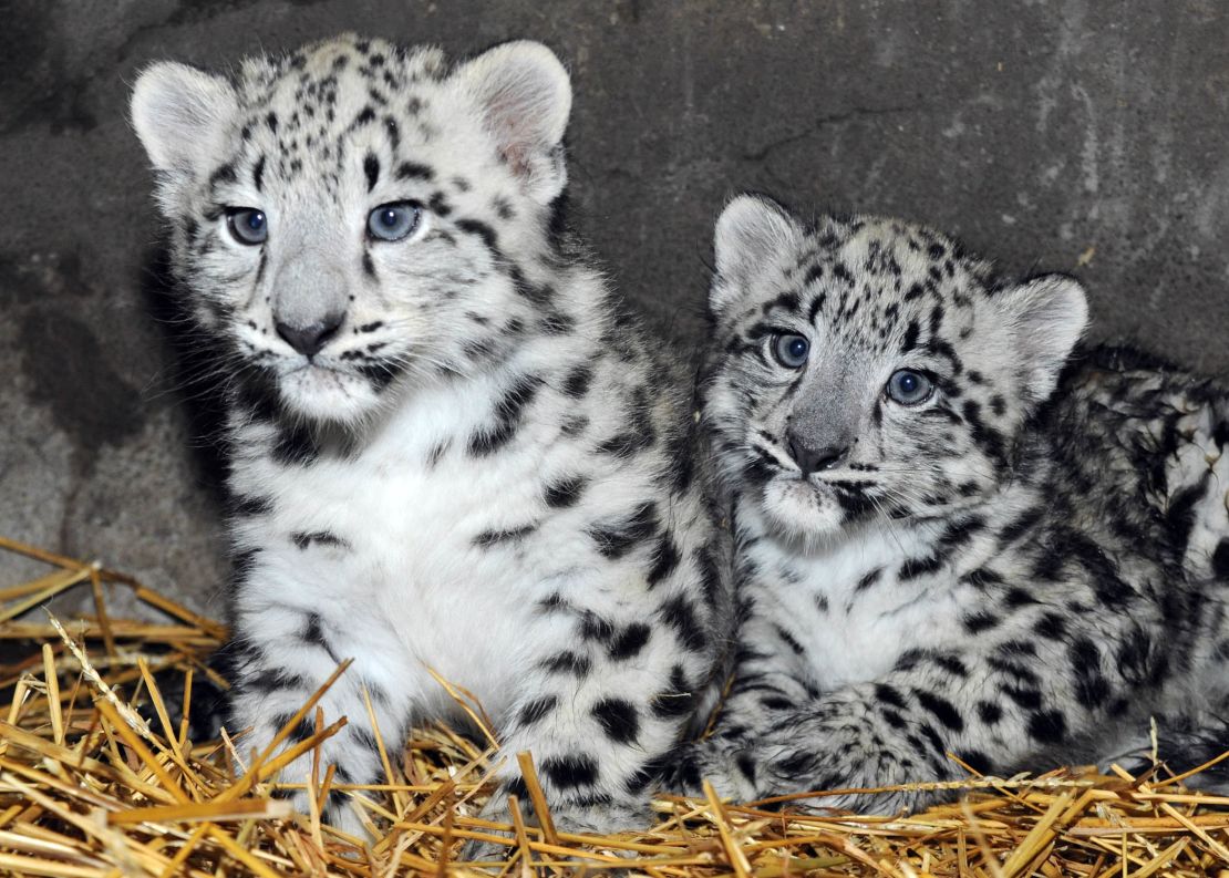 Snow Leopard Cubs brookfield zoo