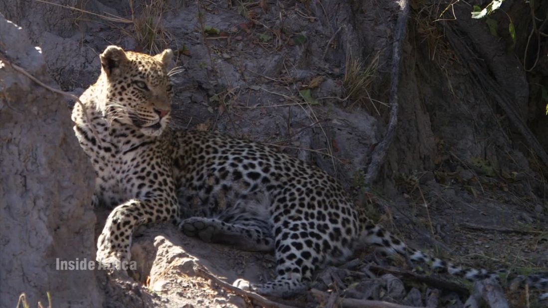 Leopards are one of many animals commonly seen in the Delta. 