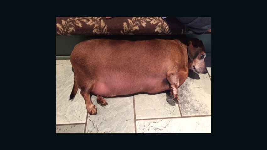 overweight dog vincent irpt