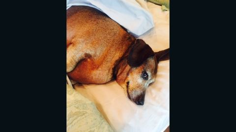 Vincent has gained energy as he's begun to lose weight.