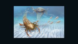 An artist's drawing of the Pentecopterus that lived 467 million years ago 
