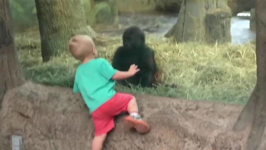 gorilla plays peekaboo kid newday _00000715.jpg
