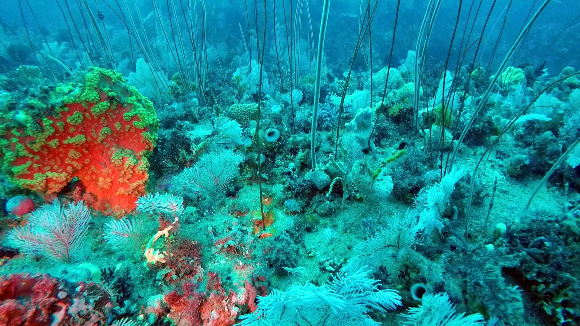 amazing underwater discoveries