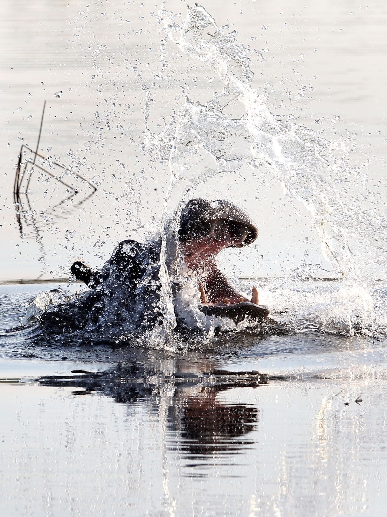 Hippo Haven Under Threat - Climate Change Impacts on Botswana's Okavango Delta