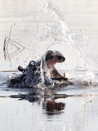 A hippo emerges from the water outside a camp located deep in the wetlands, which spring to life in June or July every year. 