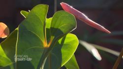 spc african start up madagascar bio mada_00005421.jpg