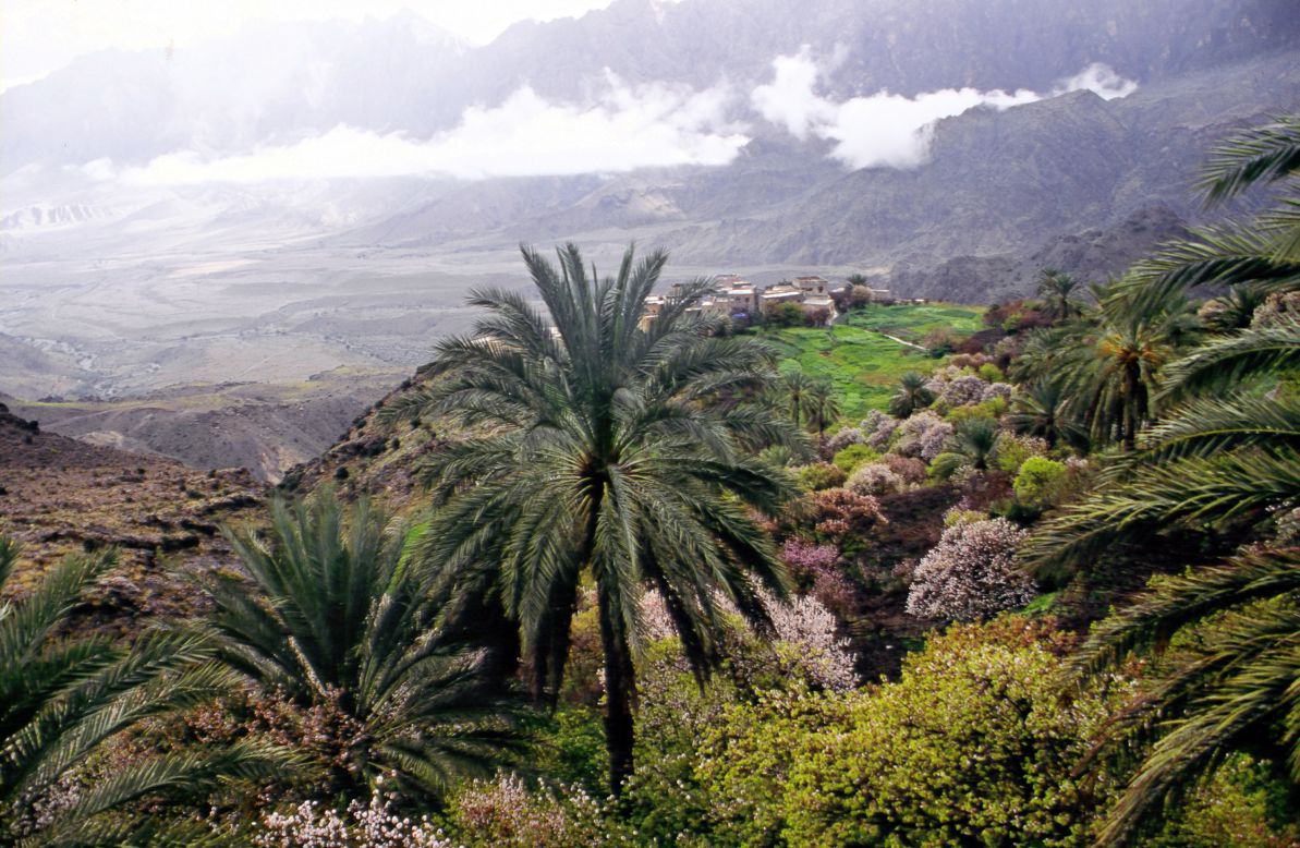 The breathtaking 'Jungle of Arabia