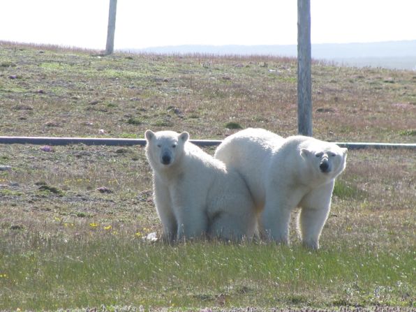 A group of polar bears has surrounded a team of Arctic researchers in a remote part of Russia, the WWF says.