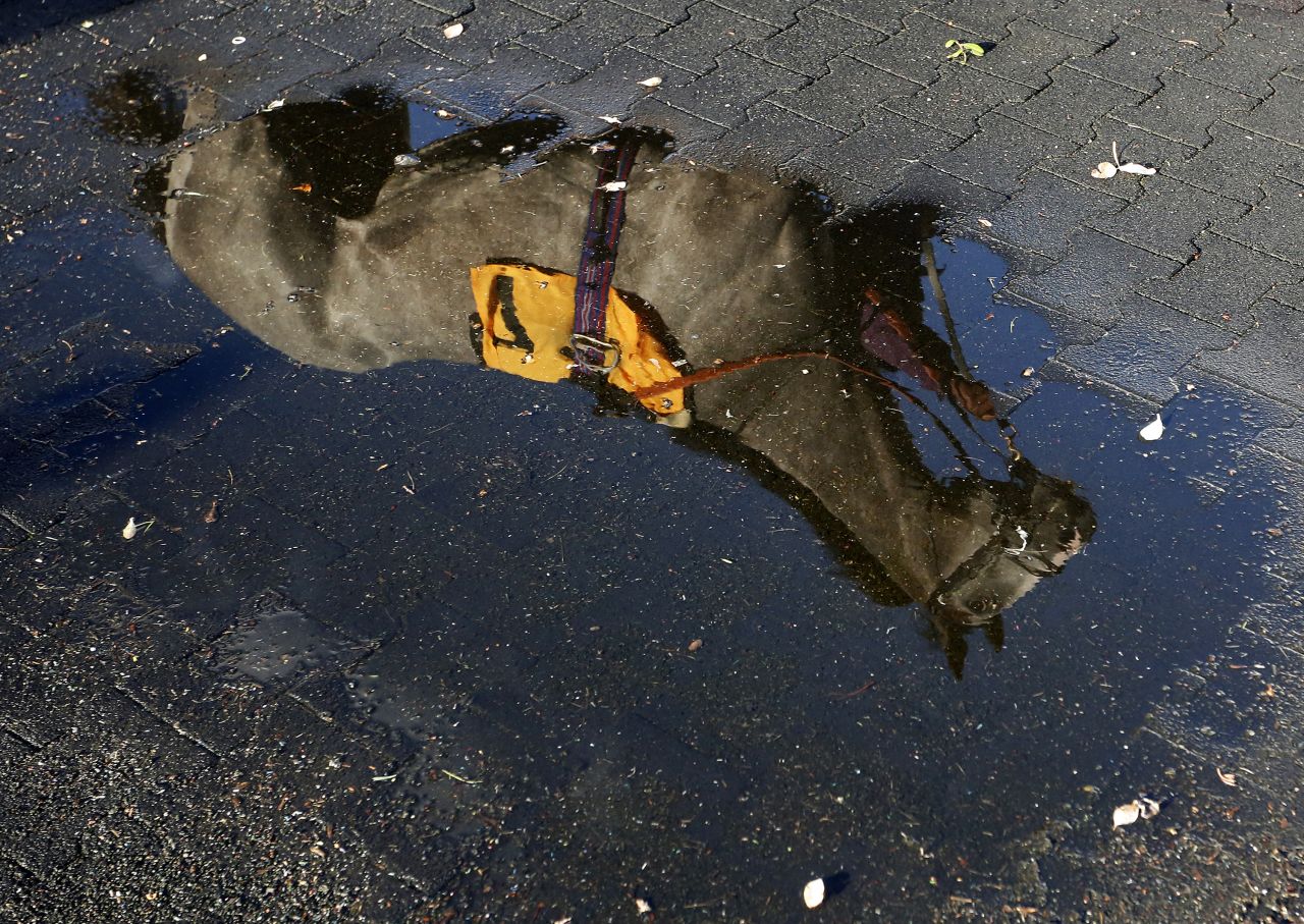 SUNBURY, ENGLAND - AUGUST  26: A runner is reflected in a puddle as it walks in the parade ring at Kempton Park racecourse on August 26, 2015 in Sunbury, England. (Photo by Alan Crowhurst/Getty Images)