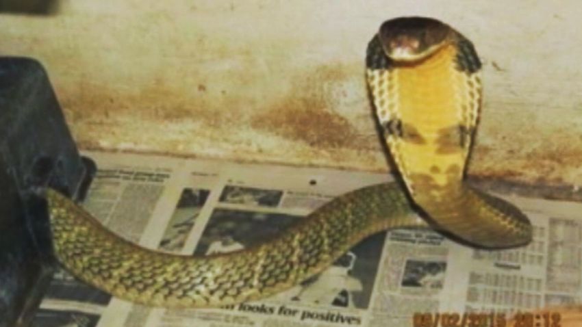 An 8-foot-long king cobras slithered away from his Orlando home and was still missing Wednesday night. 