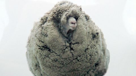 Shrek the sheep before his trim. Baaaa