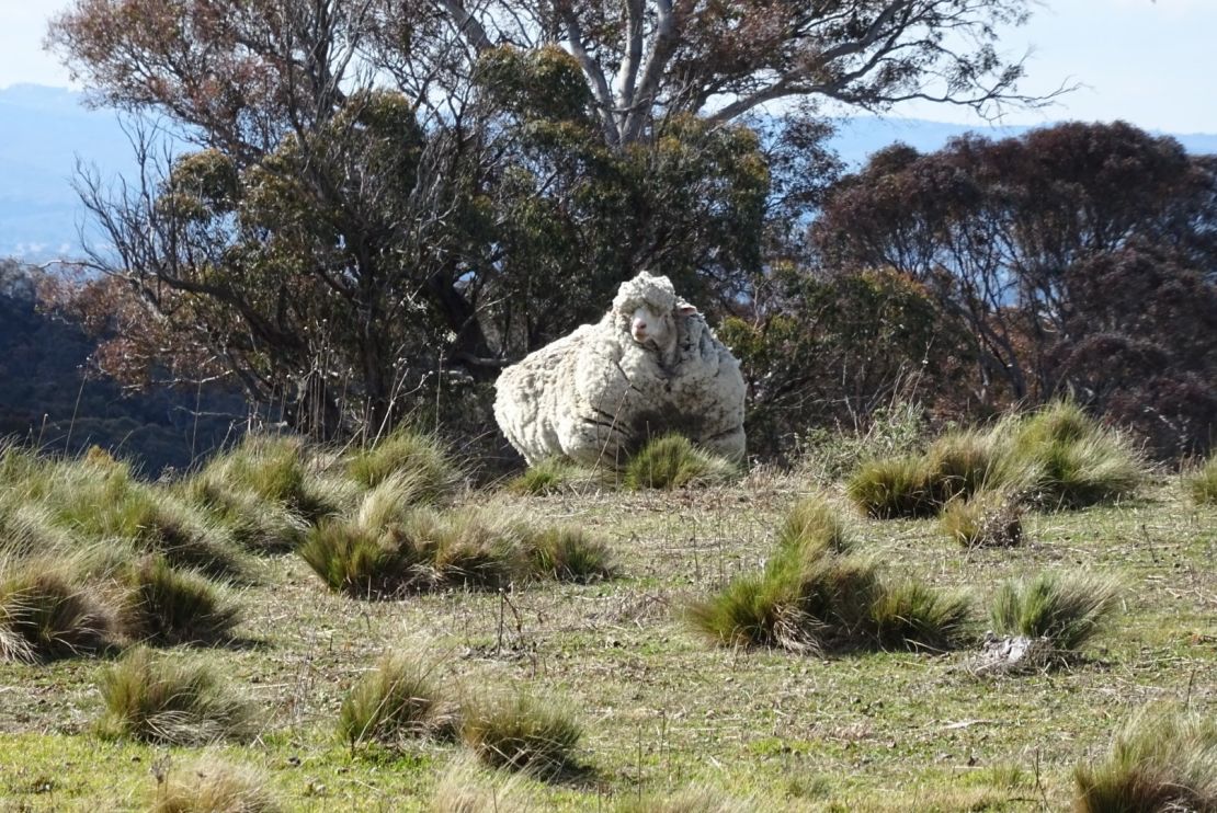 Chris the sheep as seen in the wild, in the Mulligans Flats area near the NSW-ACT border, Australia. 