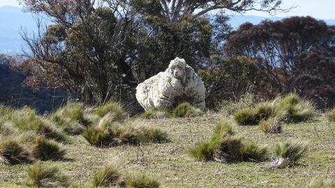 Chris the sheep as seen in the wild, in the Mulligans Flats area near the NSW-ACT border, Australia.