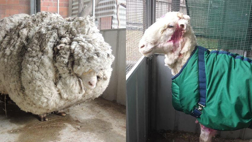 Before and after shots of Chris the sheep who was spotted by a bushwalker in the Mulligans Flats area near the NSW-ACT border.