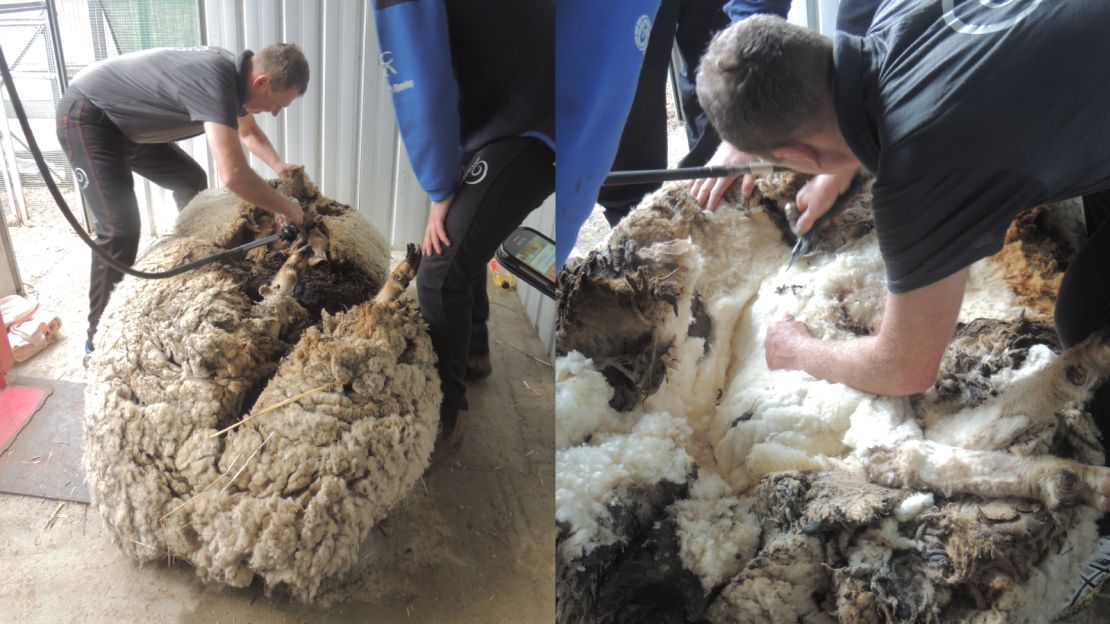 It took 42 minutes to rid Chris of his fleece, the RSPCA said.