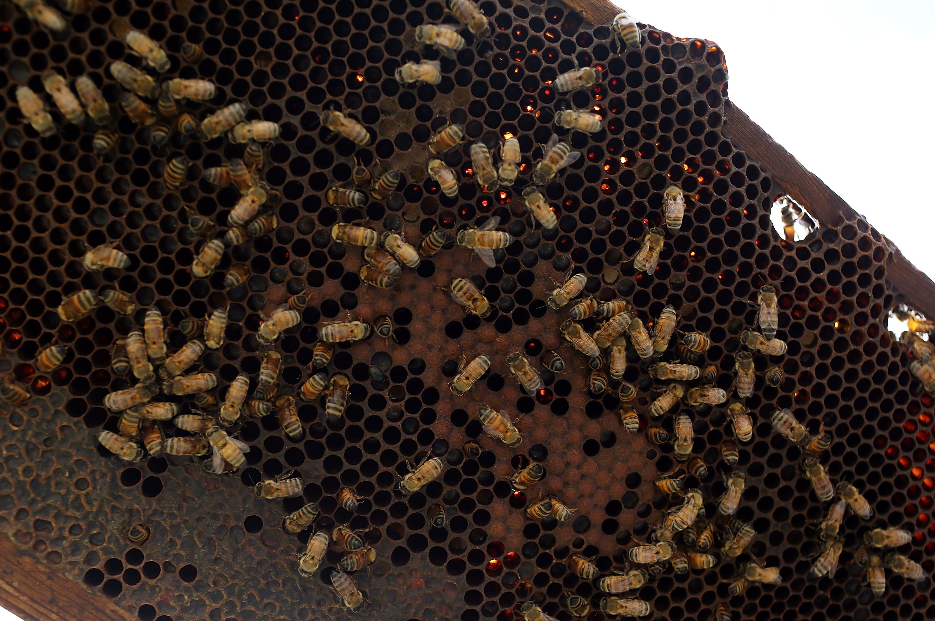 Baby Bees - Where are They? - Carolina Honeybees