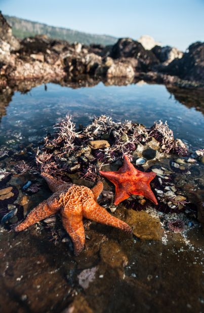 Do starfish have a brain? "The nervous system of the starfish is very simple ... <a href="https://faculty.washington.edu/chudler/invert.html" target="_blank" target="_blank">there is no brain</a> and there are not even any ganglia to coordinate movement."