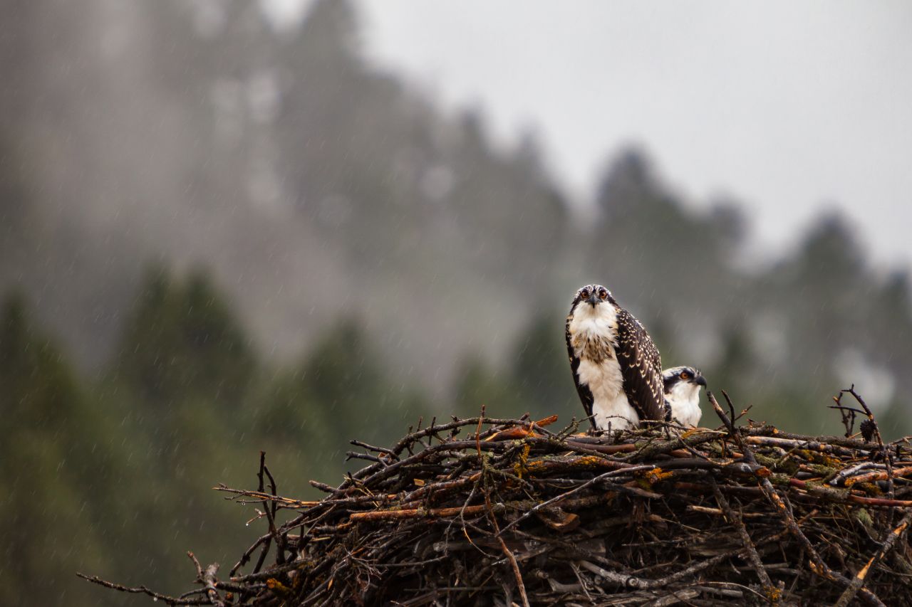 Montana is home to more than 400 different species of birds. These osprey are waiting out a rain shower before fishing for food.