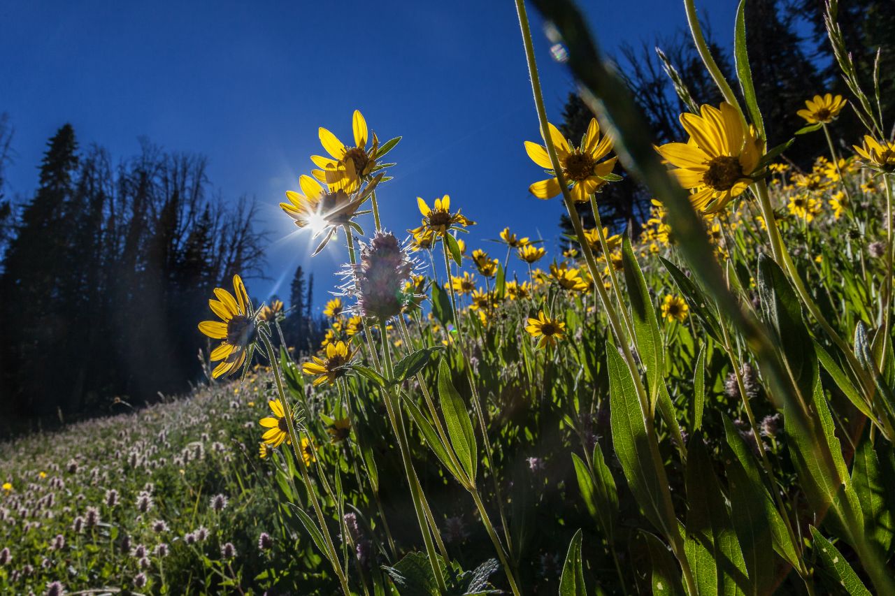 Wildflowers dominate the landscape in early summer, just as the snow is melting and before summer heat takes over the land.