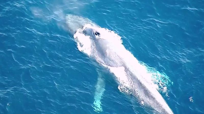 Blue whale gets tangled in fishing net