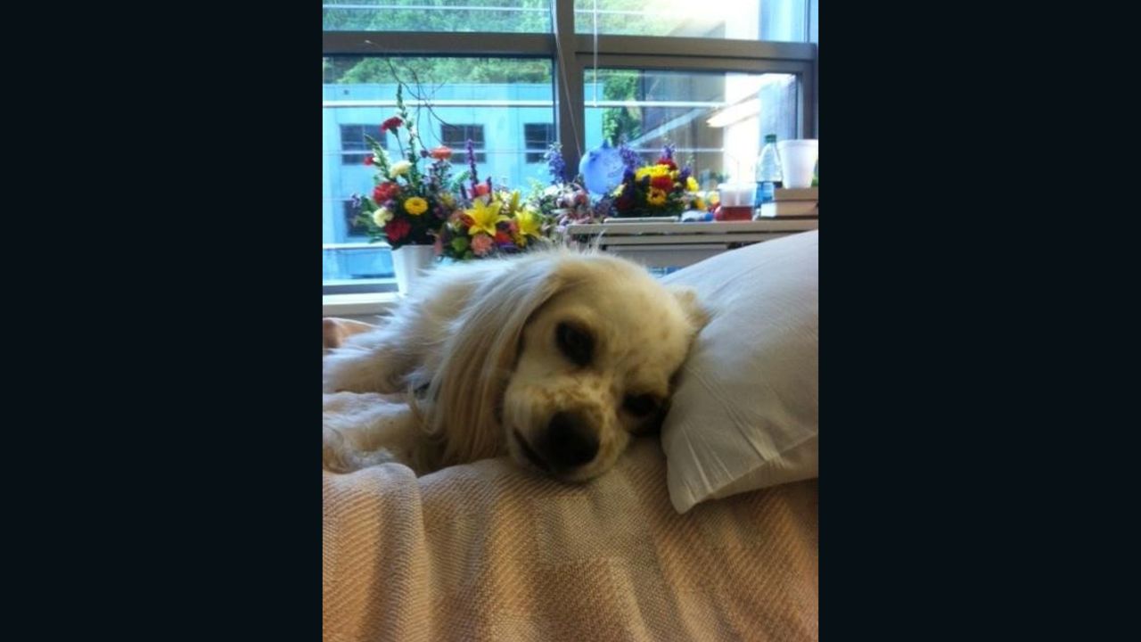 Vicki Gardner's dog, Buddy