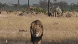 lion killer speaks boris sanchez dnt nd_00002601.jpg
