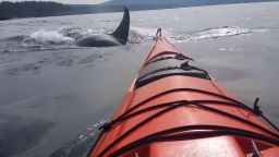 orca kayak close encounter san juan islands ct_00000026.jpg
