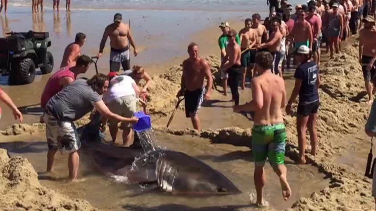 beachgoers try to rescue great white shark ireport sot_00001424.jpg