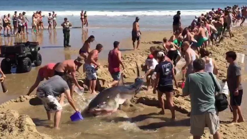 beachgoers try to rescue great white shark ireport sot_00000000.jpg