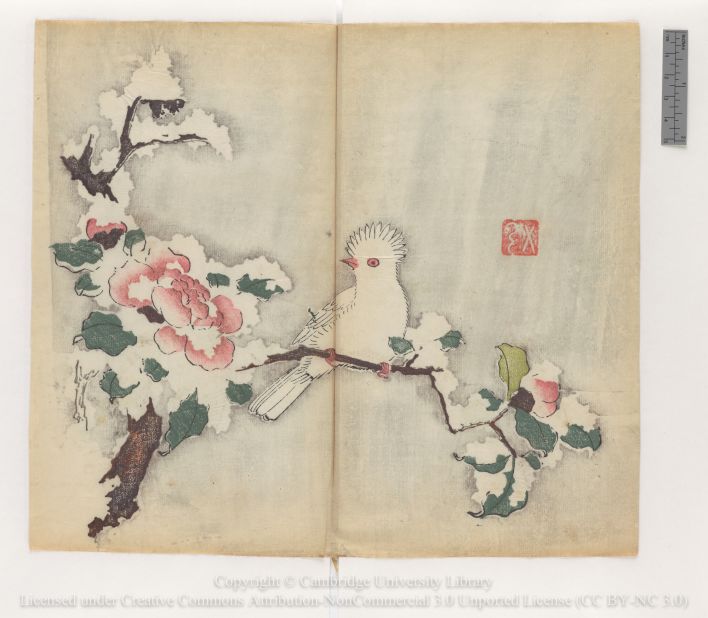 "Crested white bird on snow-laden camellia branch"