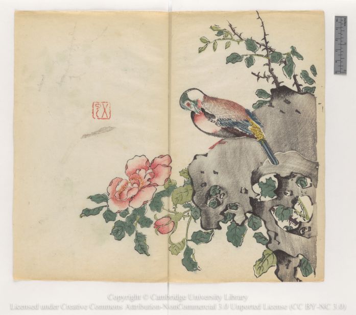 "Preening bird on rock with rose bush"