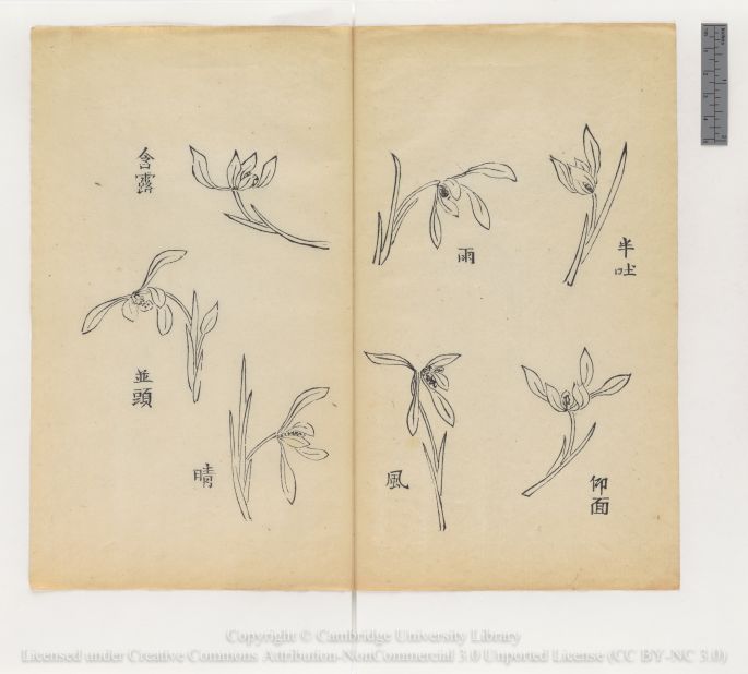 "Outline drawing of seven orchid blooms (ink study)"