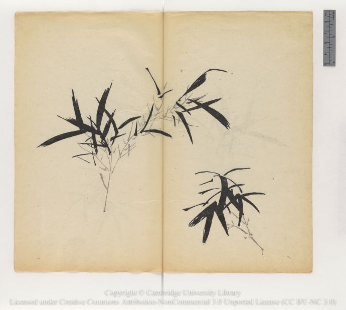 "Two bamboo branches, large left and small right (ink study)"