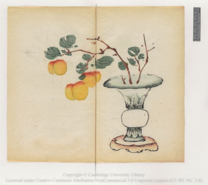 "Branch of apricots in vase on stand"