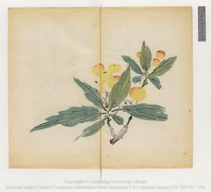 "Branch of loquats (Eriobotrya japonica)"