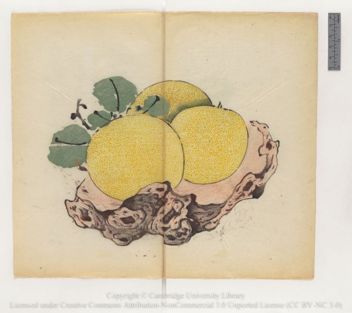 "Three citrons (Citrus medica) on gnarled stand"