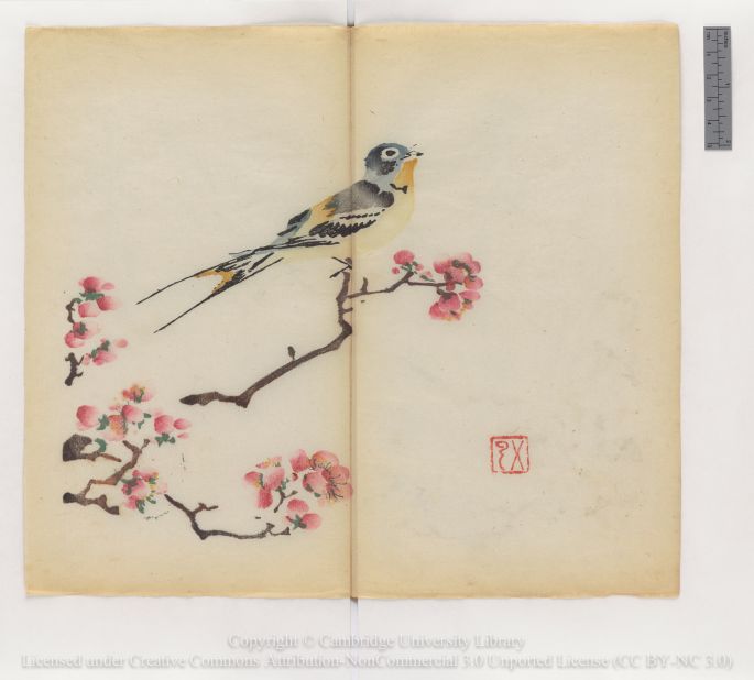 "Barn swallow (Hirundo rustica) on apricot branch"