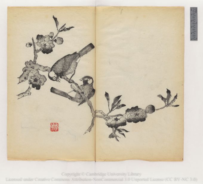 "Two birds cavorting on a prunus branch"
