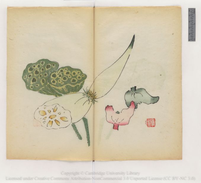 "Two lotus pods, lotus root and two water caltrops"