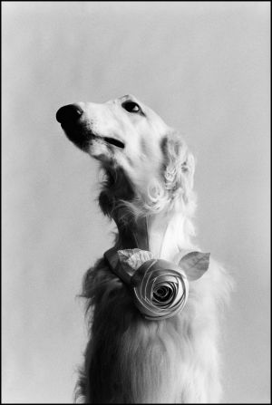 Ellliott Erwitt is a prolific Russian-American documentary photographer. His images portray everyday subjects that are candidly caught in ironic or absurd moments. <br />